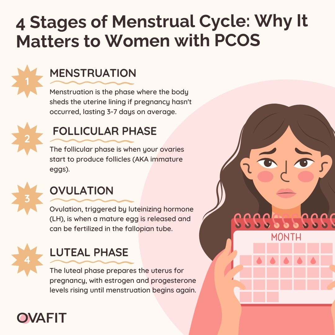 4 Stages of Menstrual Cycle explained