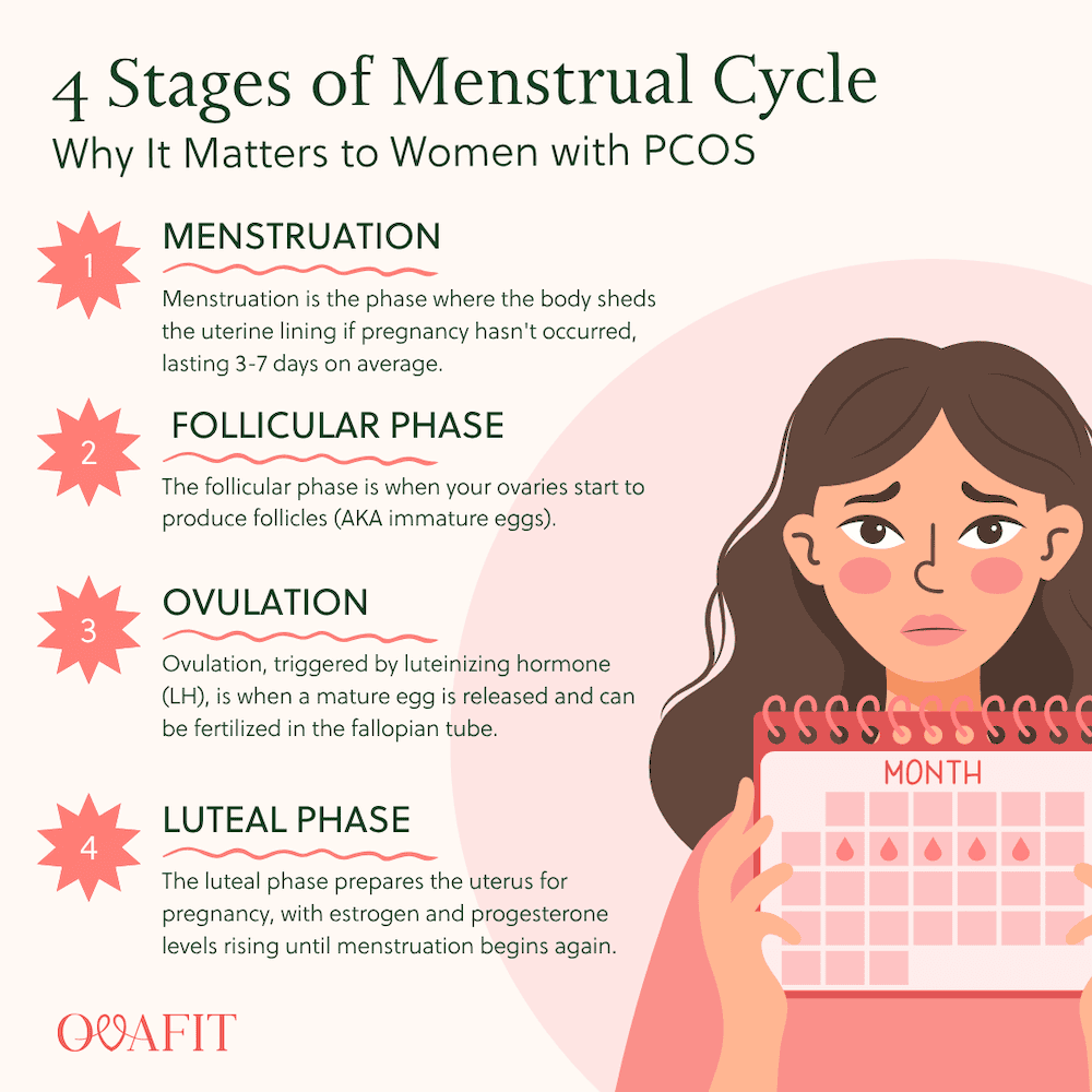 Stages of Menstrual Cycle explained 4 Stages of Menstrual Cycle explained